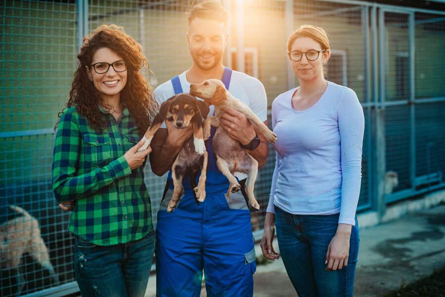 Volunteer - Animals